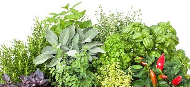 Fès : Session de formation sur la valorisation des Plantes Médicinales et Aromatiques