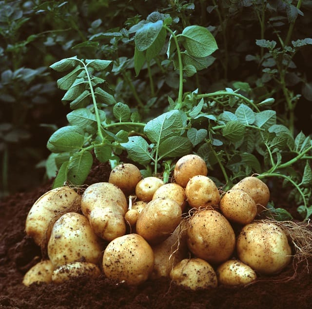 Hausse de la demande de pomme de terre en Europe
