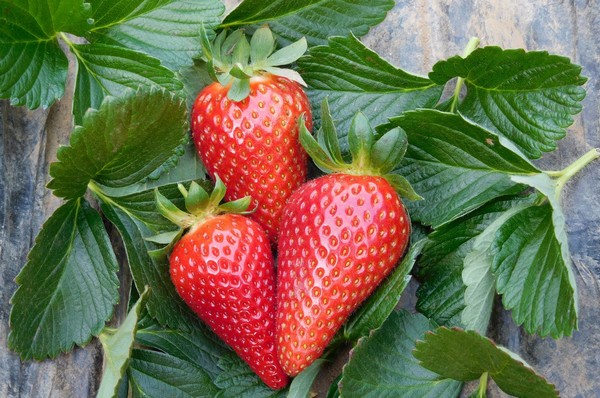 Parthenope®, la nouvelle variété de fraise à faible refroidissement