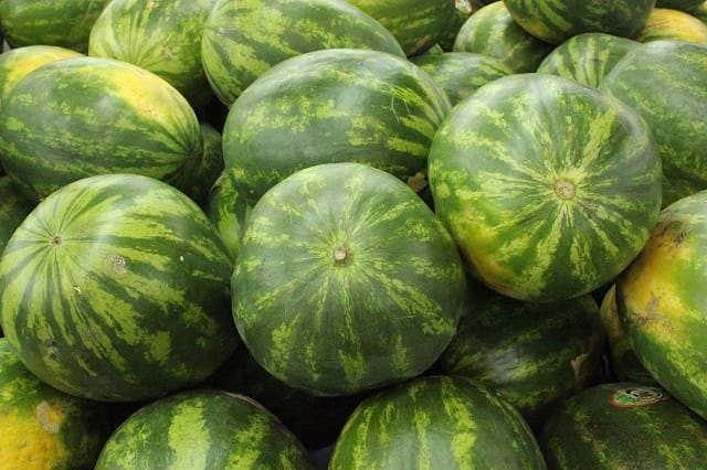 75% des pastèques importées par l&rsquo;Espagne étaient marocaines