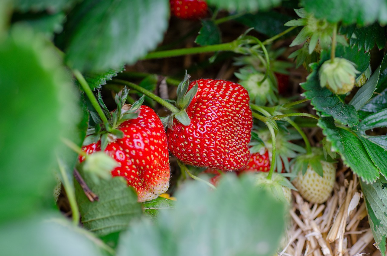 Réunion des principaux producteurs européens de fraises en Italie