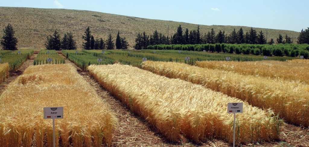 L’INRA présente ses nouvelles variétés de céréales et légumineuses alimentaires aux partenaires de la région de Fès-Meknès