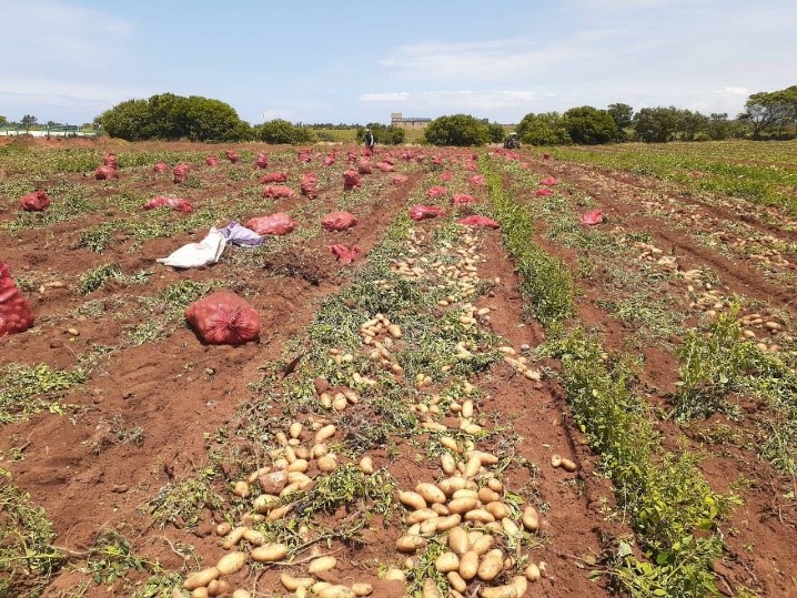 Campagne agricole 2021/2022: Lancement de la campagne d’installation des cultures de printemps dans la Région Rabat Salé Kénitra