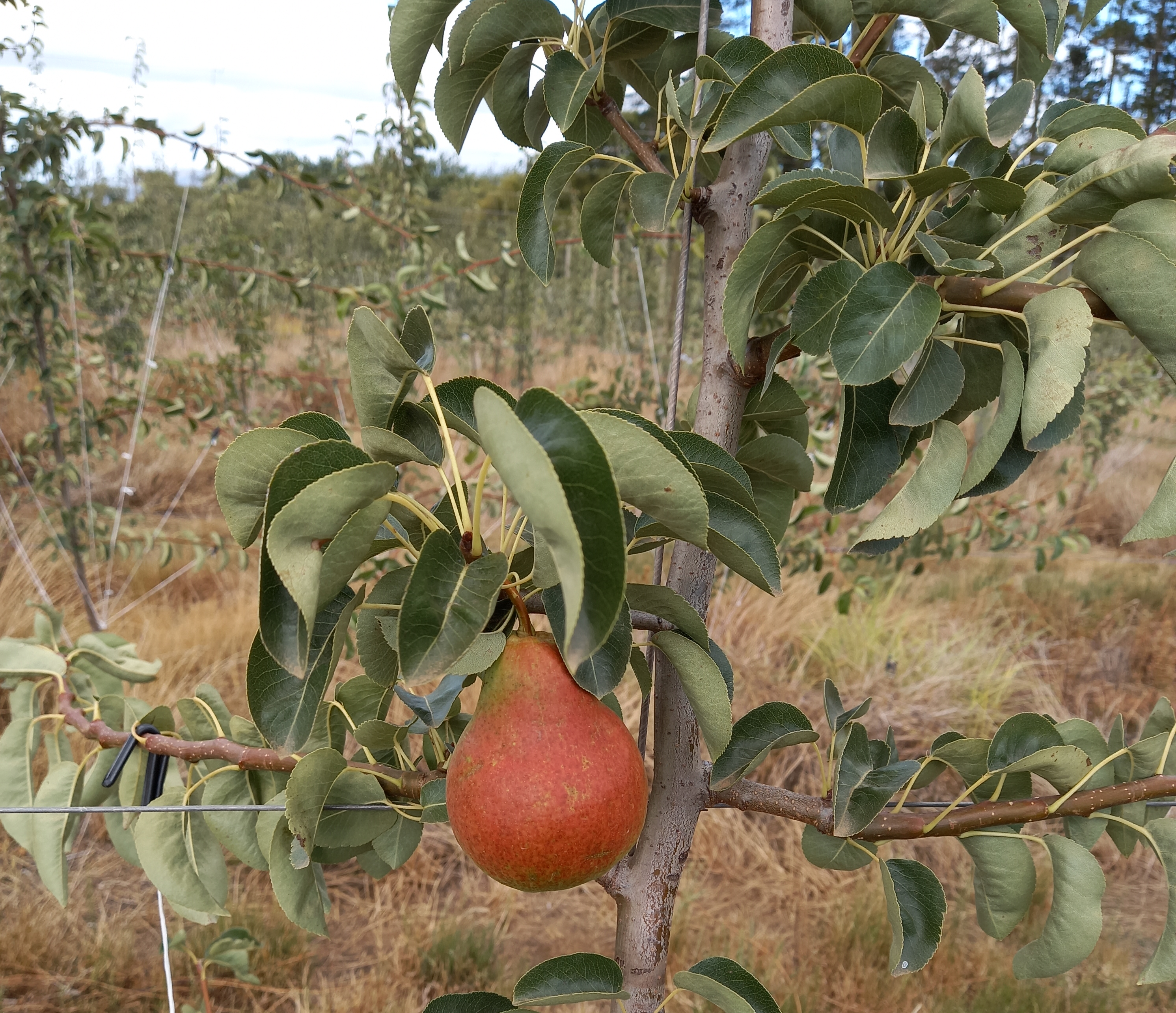 Poire : la production européenne reculerait en Espagne, en France et en Belgique