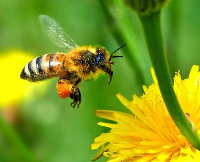 Importance et conséquences de la pollinisation en agriculture