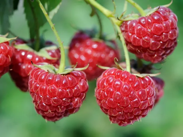 Framboises : une demande soutenue, mais une campagne difficile à prévoir