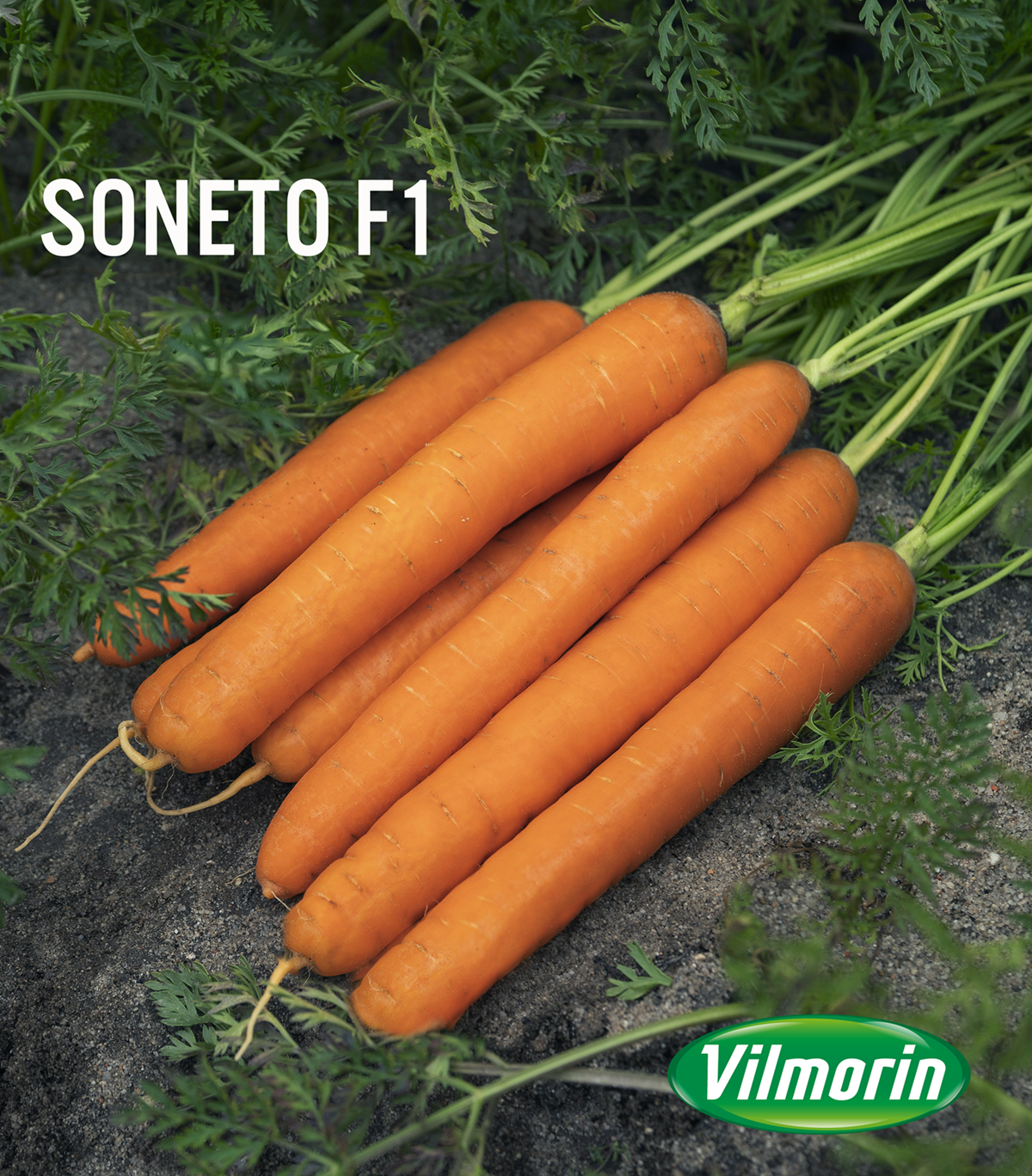 Vilmorin-Mikado: l’expertise en carotte !