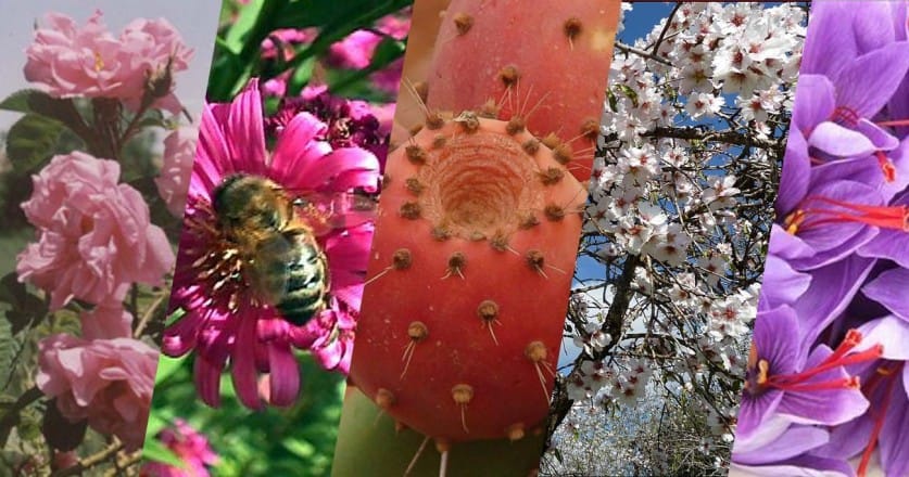 Agadir: 4e édition du Salon National des Produits de Terroir