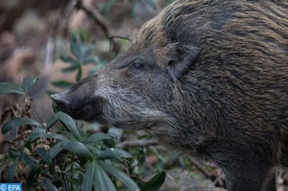 Chasse aux sangliers à Khénifra afin de maitriser la prolifération