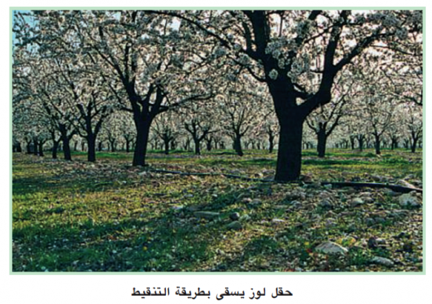 قطاع اللوز إنتاج وتحديات تنظيم القطاع