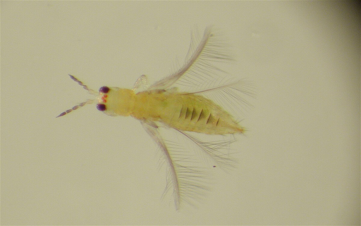 Tout savoir sur Scirtothrips aurantii, un ravageur majeur des cultures d&rsquo;agrumes