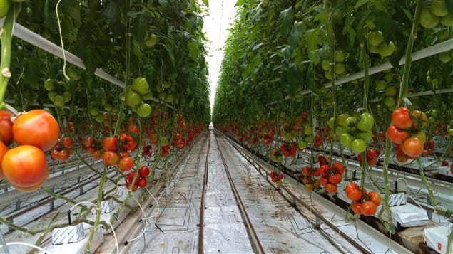 Boycott suisse de la tomate sud-marocaine à partir de 2017!