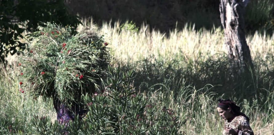 Au Maroc, la Surface Agricole Utile s&rsquo;élève à 8,7 millions d&rsquo;Ha