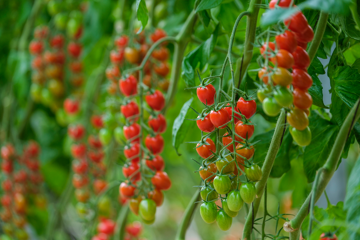 Syngenta : Des essais pour les tomates cerises allongées résistantes au ToBRFV s&rsquo;avèrent prometteurs