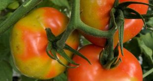 فيروس الطماطم البنية يعرض للخطر الصادرات المغربية