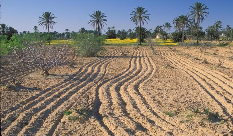 Tunisie: Les pertes agricoles du pays sont estimées à 1994 MDT