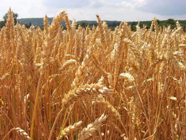 La Tunisie produit moins d&rsquo;1 Mt de blé dur par an