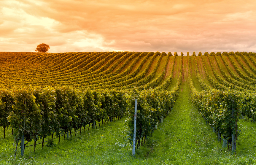 INSOLITE: La Chine va planter des vignes dans l&rsquo;espace