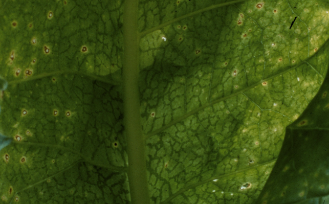 Virus Y de la pomme de terre