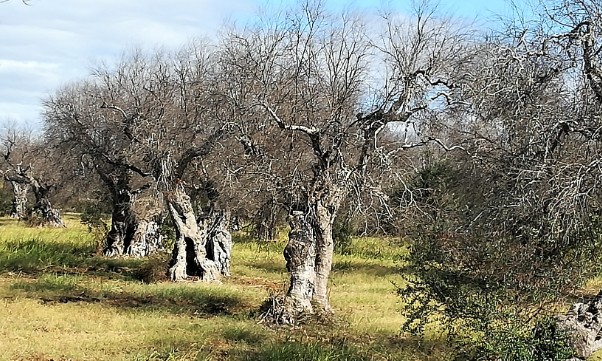 Second foyer de Xylella détecté en Espagne