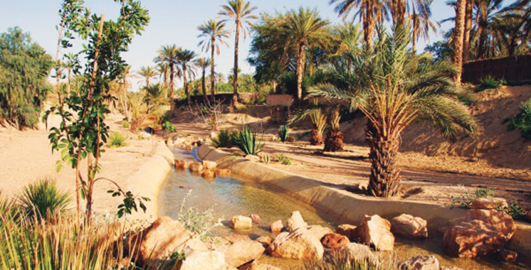 Forest Finance Allemagne : Les oliveraies et dattes du Maroc obtiennent la certification biologique