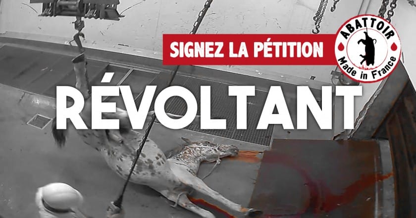 France: Nouvelles affaires de maltraitance dans des abattoirs