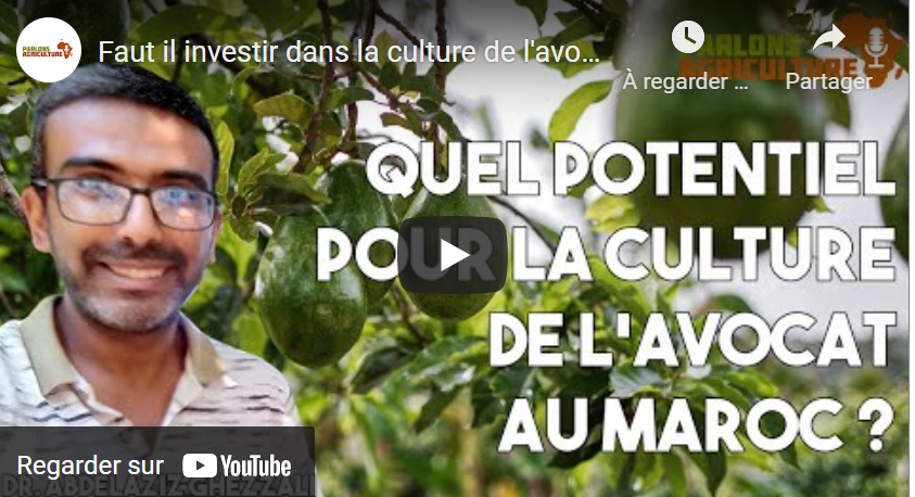 Faut-il investir dans la culture de l&rsquo;avocat ?