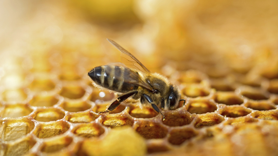 ONCA : Session de formations sur l&rsquo;approche FAP « Cultiver avec des pollinisateurs sauvages »