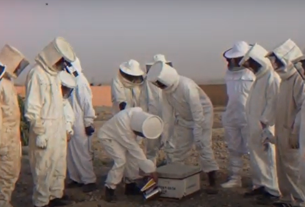 السباق للحفاظ على النحل الأصفر الصحراوي