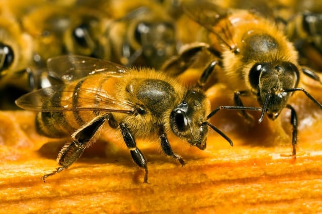 Les probiotiques protègent les abeilles et améliorent leur survie