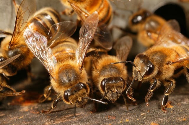 Comment protéger les abeilles ?