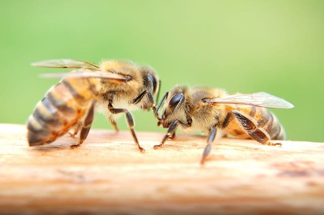 Officiel: interdiction dès 2018 des néonicotinoïdes tueurs d’abeilles