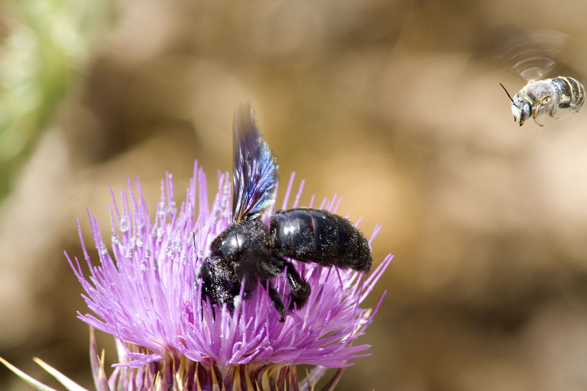 Maroc : l&rsquo;apiculture en manque de médicaments contre la varroase