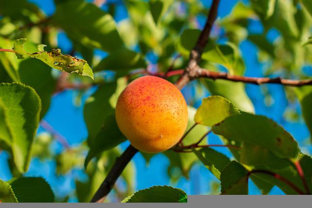 La production de fruits continue d&rsquo;augmenter en Espagne