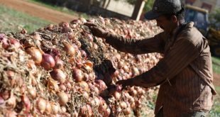 Fès-Meknès-La-production-agricole-est-sur-de-bons-rails