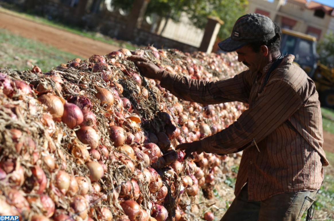 Fès-Meknès : chaleur et déficit d’irrigation fragilisent la production d’oignons