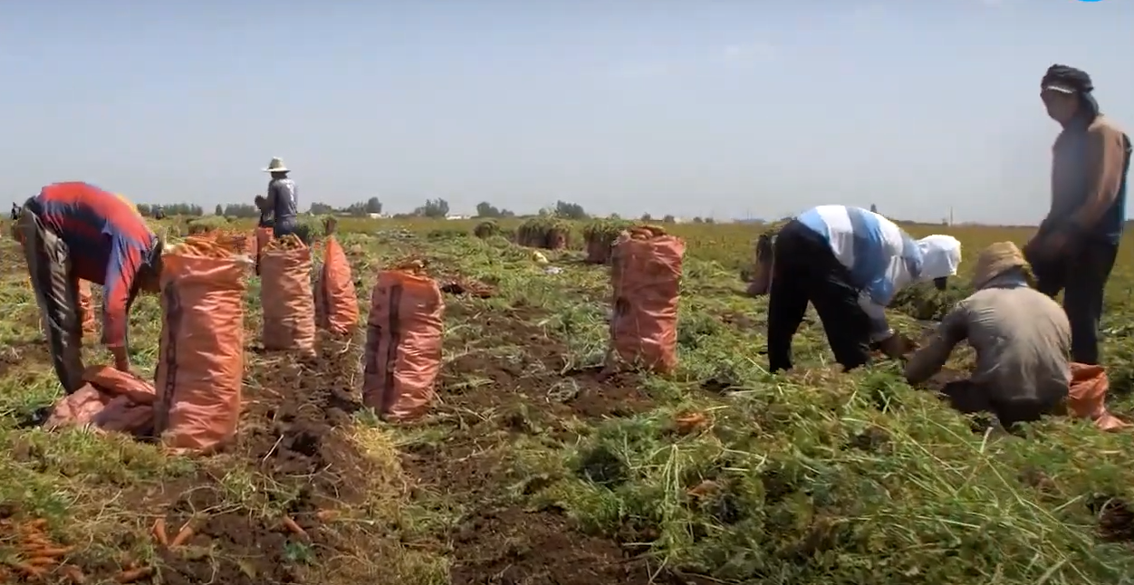 Carottes : L&rsquo;agriculteur Said FIKRI témoigne en vidéo sur l&rsquo;amélioration de ses rendements