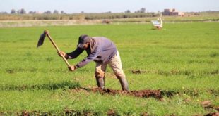El Hajeb : une campagne agricole prometteuse en raison des pluies