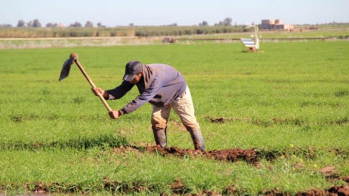 Sécheresse: Plus de 32.147 agriculteurs de Marrakech-Safi indemnisés