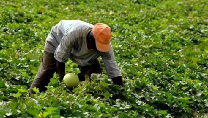 Sefrou/Fès-Meknès : l&rsquo;agriculture, pour intégrer les migrants subsahariens