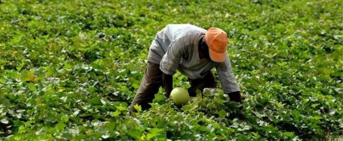 L’emploi dans l&rsquo;agriculture va baisser en Afrique mais la productivité va augmenter