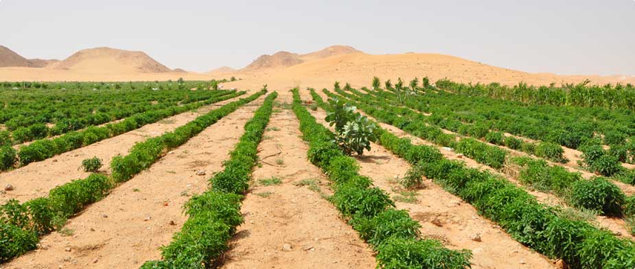 Tétouan : Une initiative pionnière pour former les non-voyants à l’agriculture