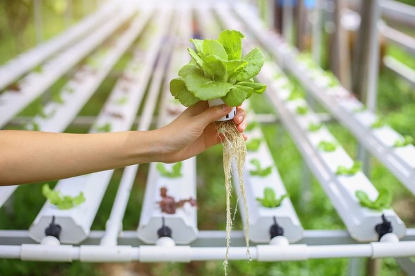 L&rsquo;agriculture hydroponique est-elle réellement durable ?