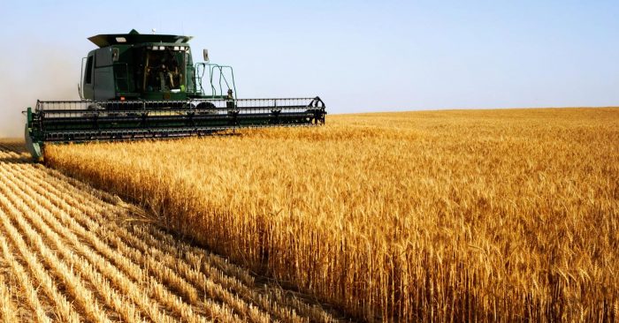 Fès-Meknès : une baisse considérable de la production agricole se profile