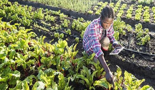 1,7 million de petits agriculteurs augmenteront leur production grâce au numérique