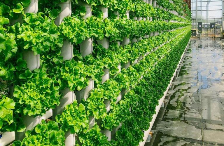 Agriculture verticale en Afrique : Le Cameroun se lance