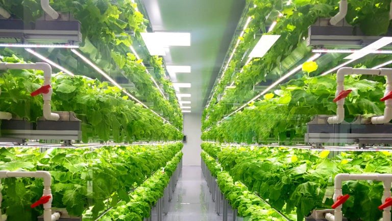 Bayer se lance dans l&rsquo;agriculture verticale avec sa propre startup