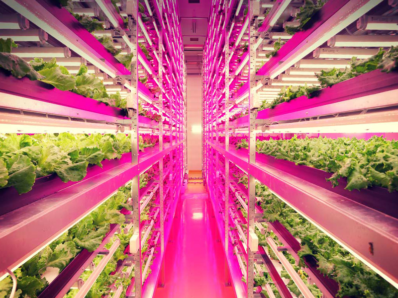 L&rsquo;agriculture verticale pour façonner l&rsquo;avenir de l&rsquo;alimentation