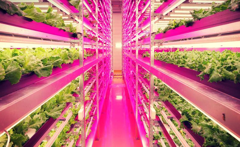 L&rsquo;agriculture verticale est-elle l&rsquo;avenir de la culture des herbes ?