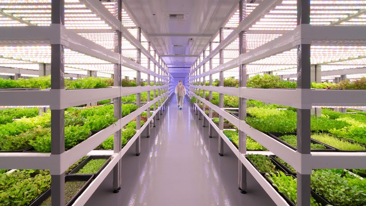 Agriculture verticale : L&rsquo;avenir vers une agriculture durable et sans eau